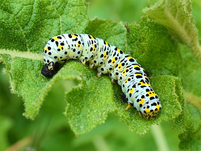 Cucullia verbasci 2