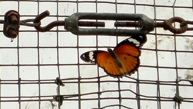 Mariposa tigre (Danaus chrysippus)