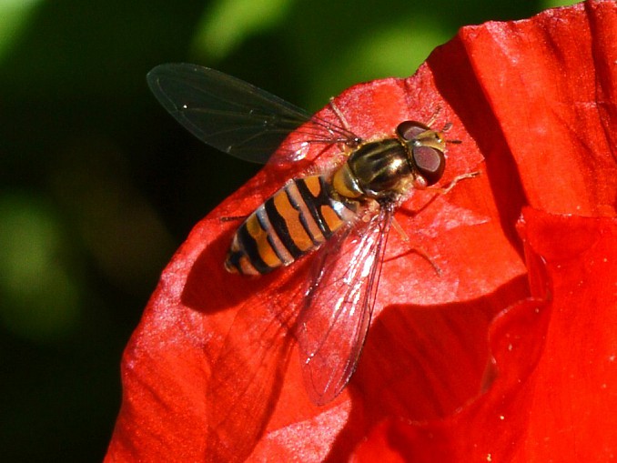 Mosca cernidora