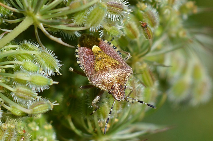 Dolycoris baccarum