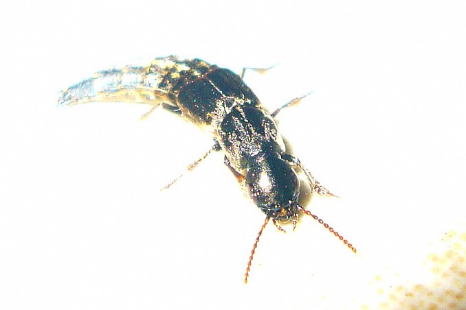Embia ramburi