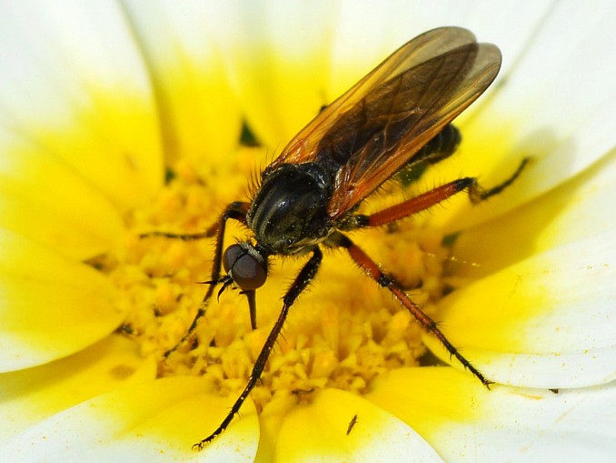 Empis opaca
