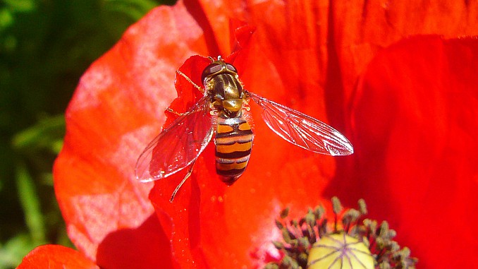 Episyrphus balteatus