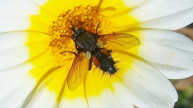 Eriothrix rufomaculata
