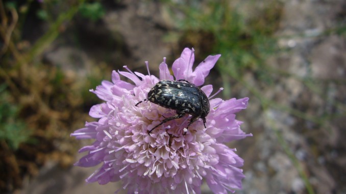 Escarabajo del sudario (Oxythyrea funesta)