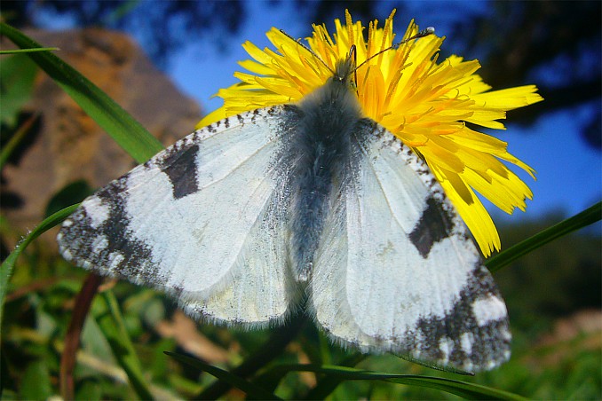 Euchloe crameri