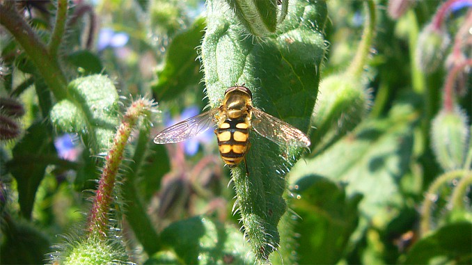 Eupeodes corollae 2