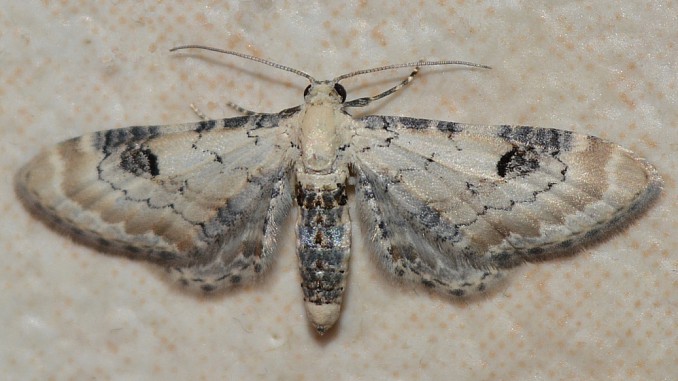 Eupithecia centaureata