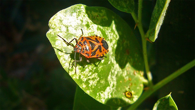 Eurydema ventralis y ninfa