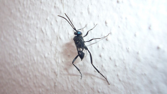 Evania appendigaster