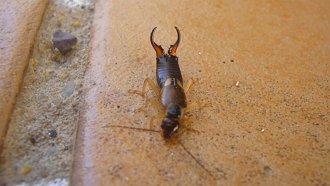 Forficula auricularia