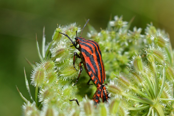 Graphosoma lineatum (2)