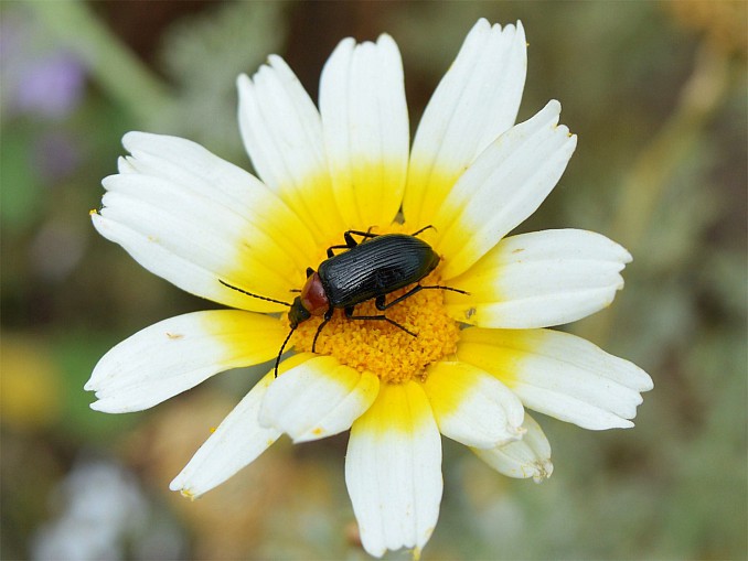 Heliotaurus ruficollis