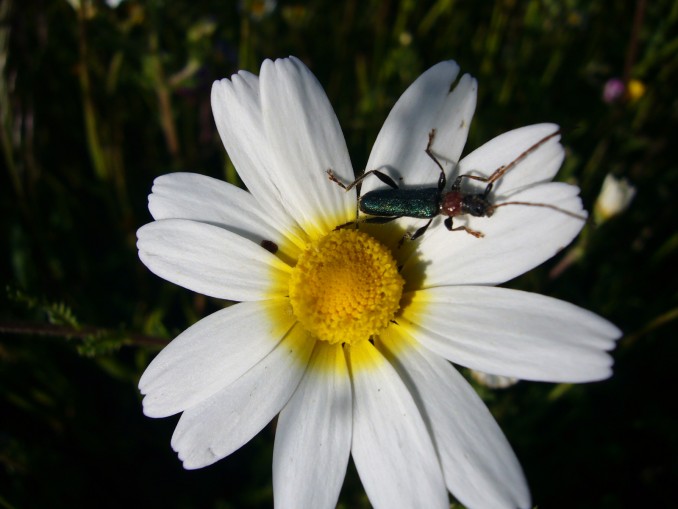 Heliotaurus ruficollis