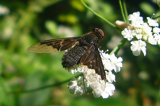 Hemipenthes morio