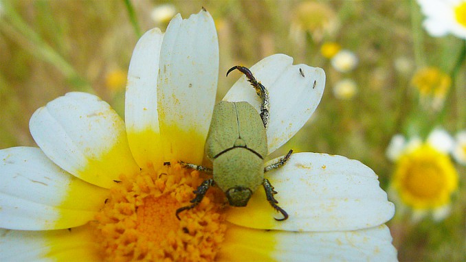 Hoplia chlorophana