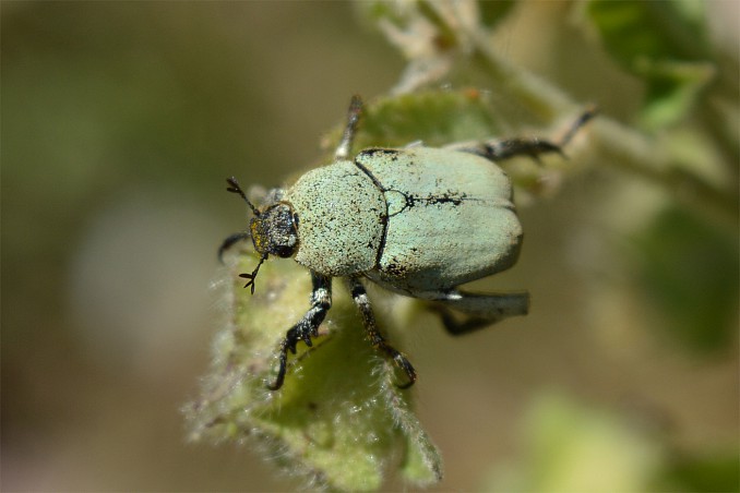Hoplia chlorophana (2)