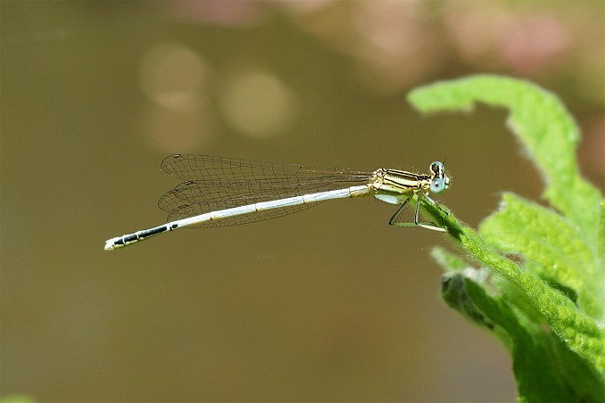 Ischnura graellsii