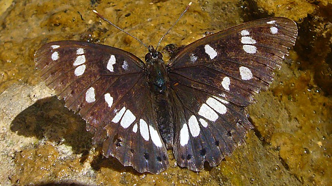 Ninfa de los arroyos (Limenitis reducta)