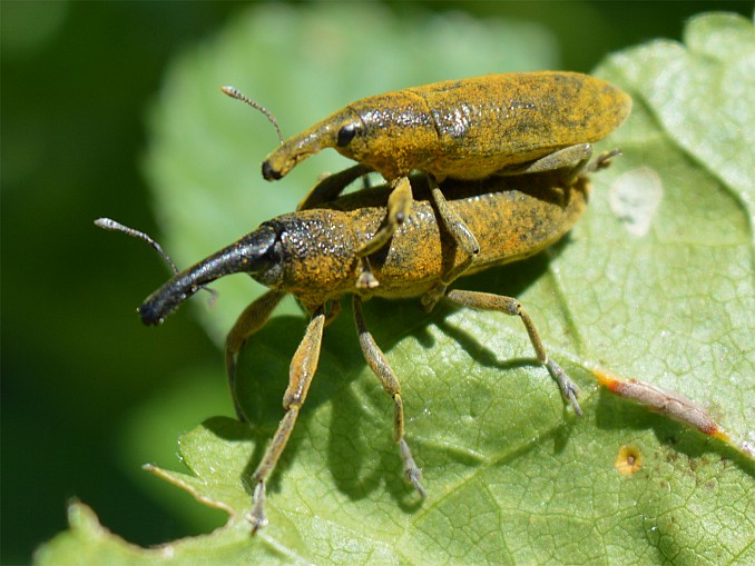 Lixus pulverulentus apareándose
