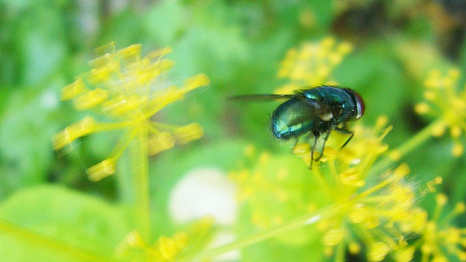 Lucilia cuprina