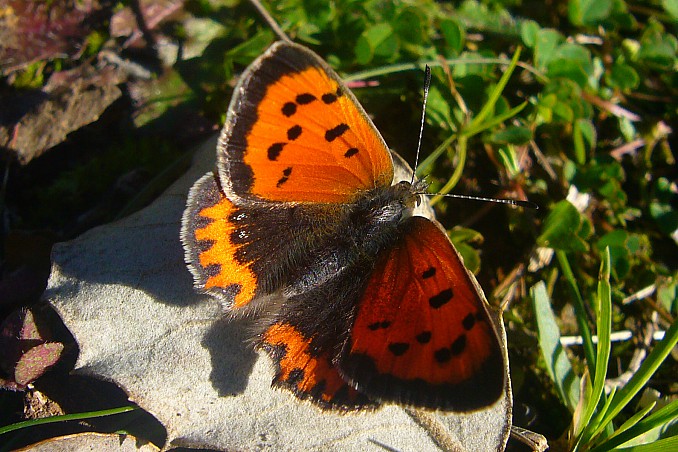 Lycaena phaleas