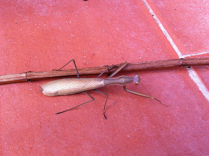 Mantis marrón