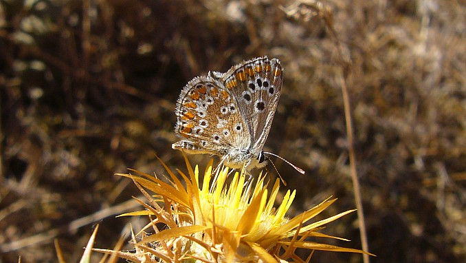 Mariposa Aricia agestis