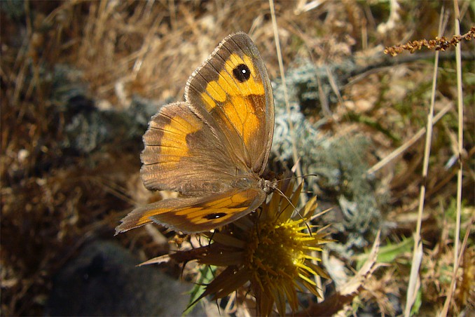 Mariposa lobito meridional