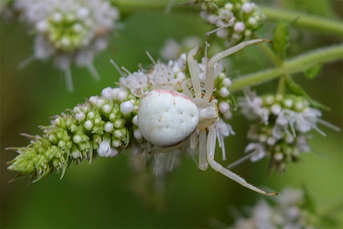 Misumena vatia blanca