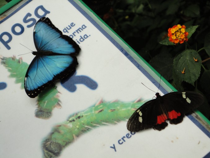 Morpho Menelaus azul y Heliconius Melpomene