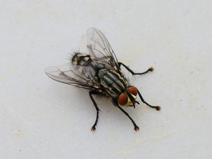 Mosca sarcophaga