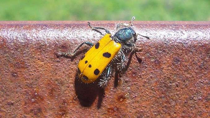 Mylabris quadripunctata