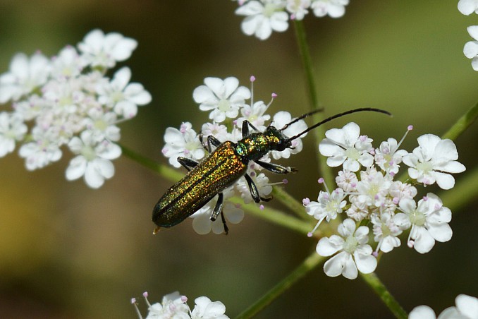 Oedemera nobilis hembra