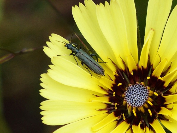 Oedemera nobilis (hembra)
