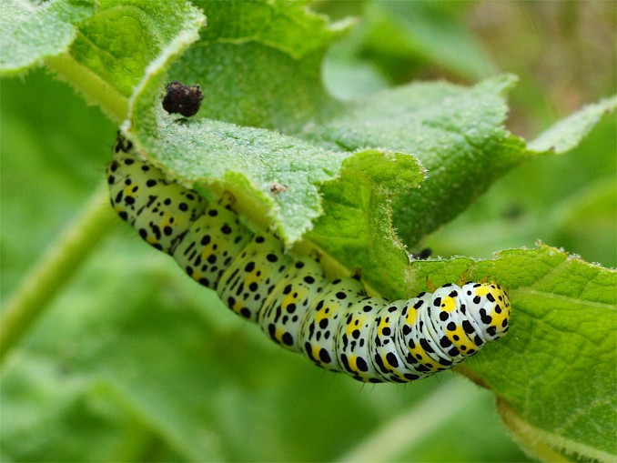Oruga cucullia verbasci