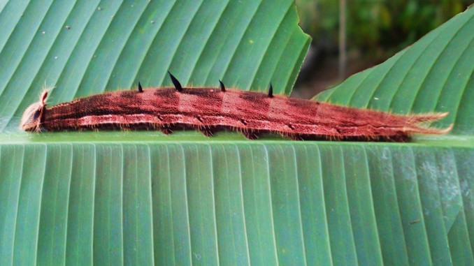 Oruga de Morpho Menelaus azul