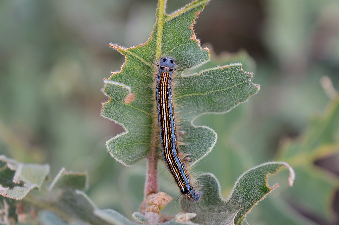 Oruga de Malacosoma neustria