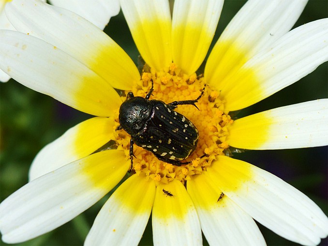 Oxythyrea funesta