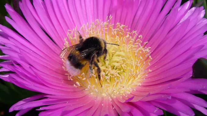 Bombus terrestris