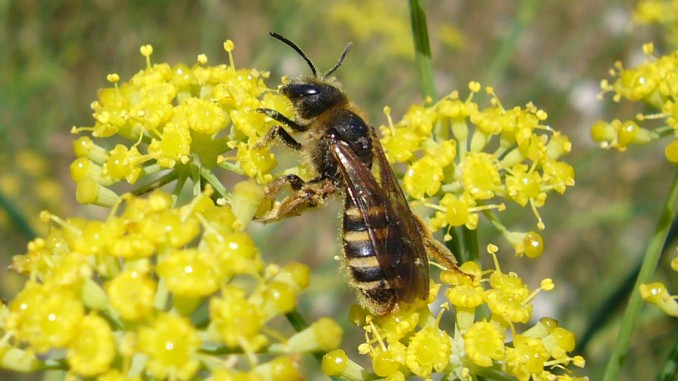 Abeja