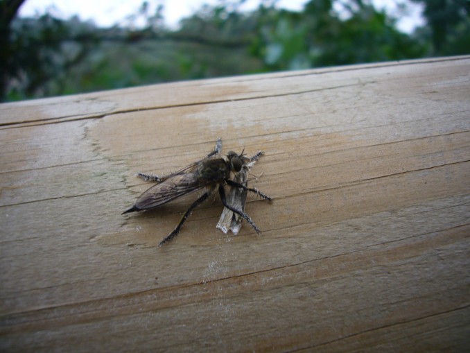 Erax barbatus