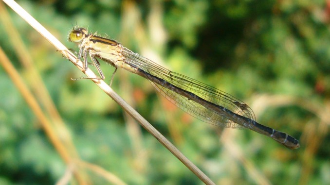 Libélula amarilla (Coenagrion mercuriale)
