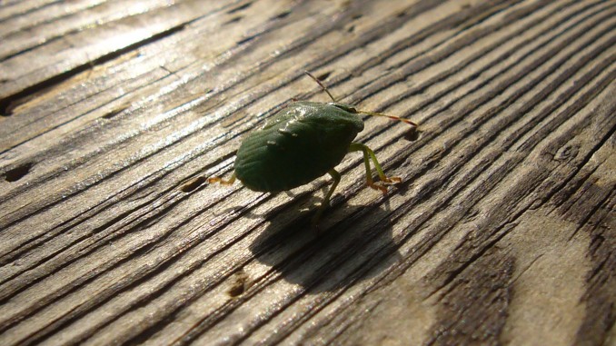 Chinche verde