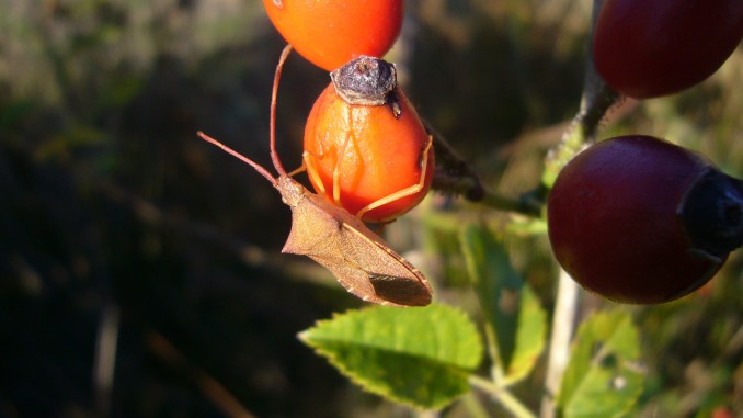 Coreus marginatus