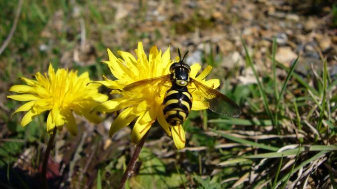 Dasysyrphus albostriatus