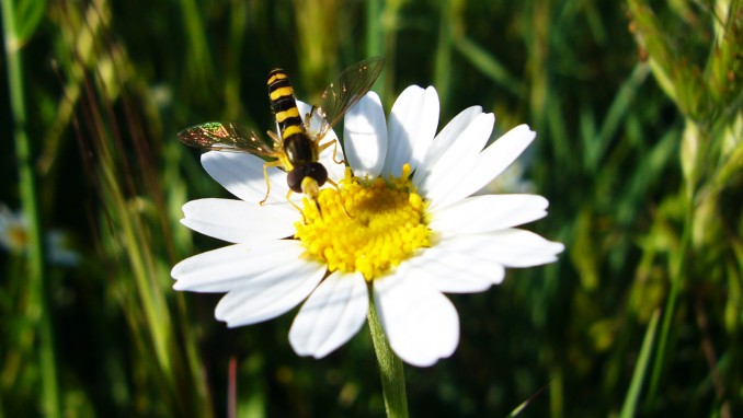 Sphaerophoria scripta