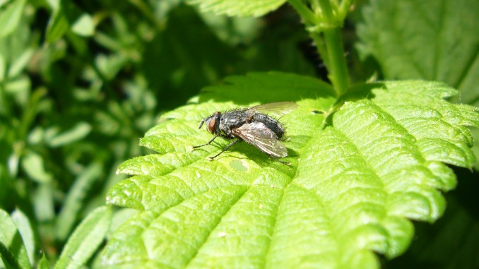 Mosca