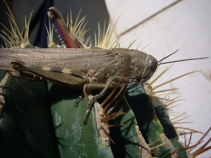 Anacridium aegyptium