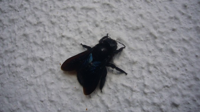 Abejorro de la madera (Xylocopa violácea)